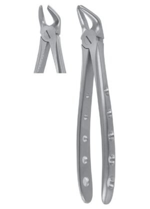Lower Premolars